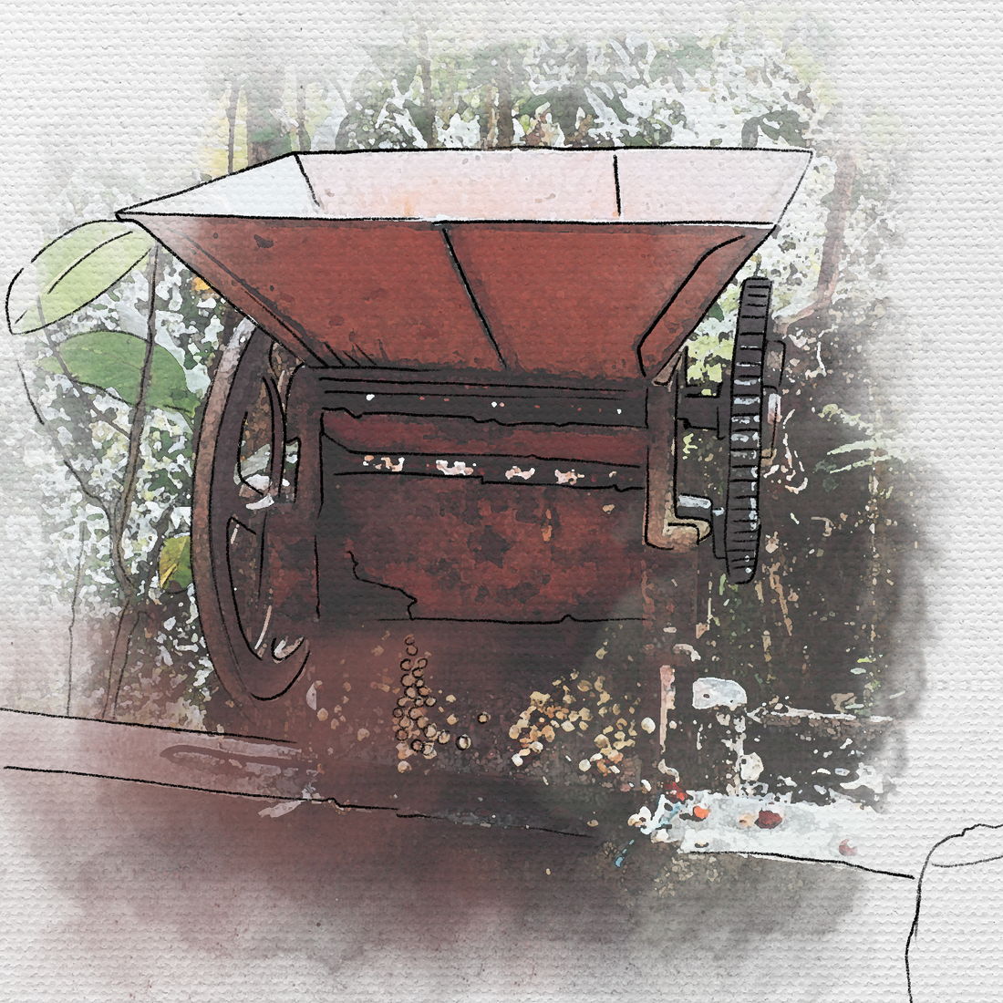 Café Fincas Coatepec