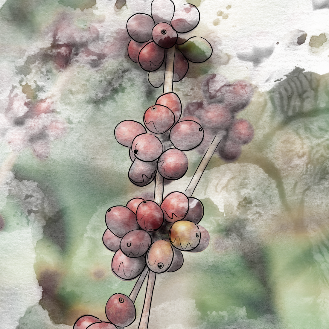 Café Reservas de Montaña